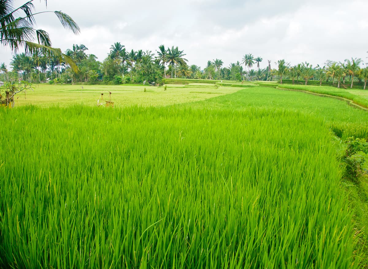 Padi Sawah